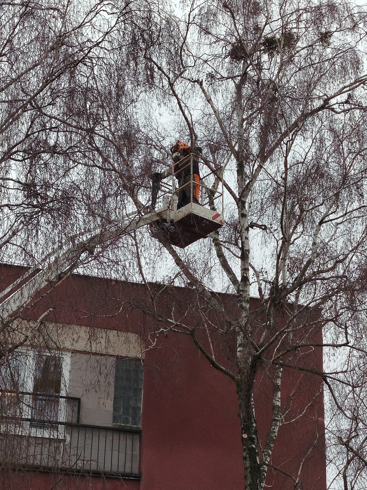 Referencie arboristika