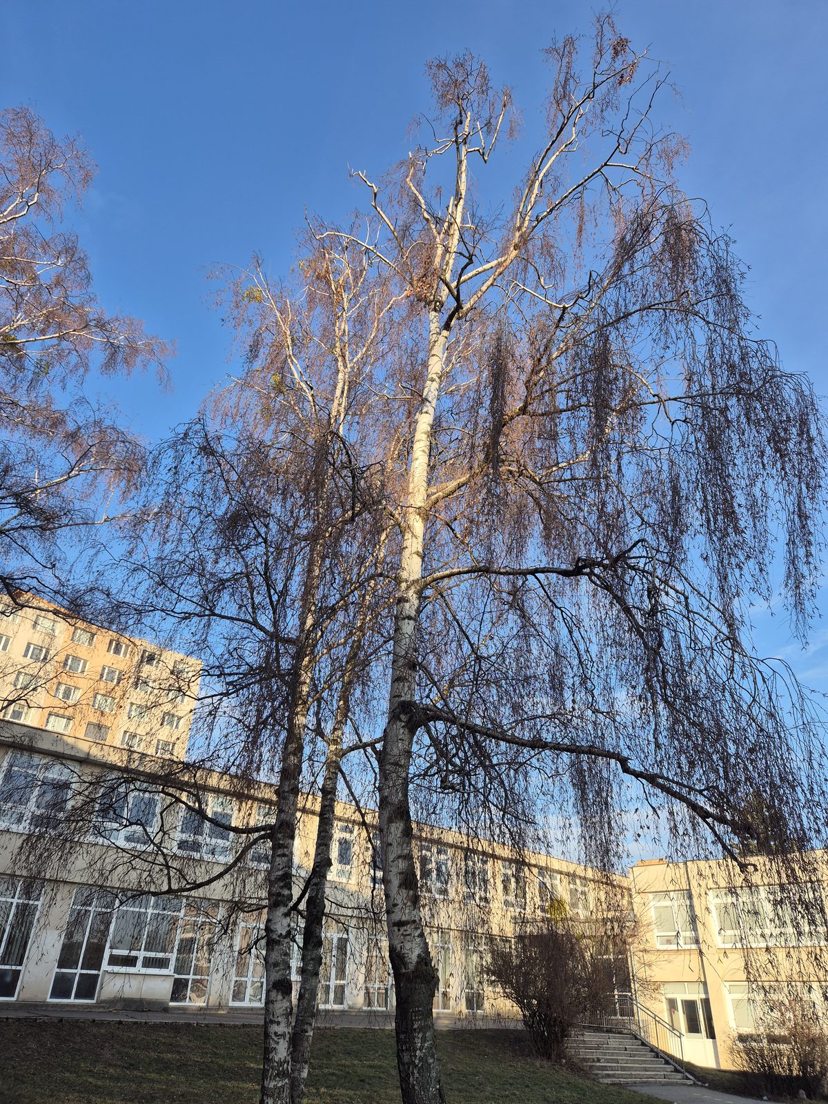 Referencie arboristika
