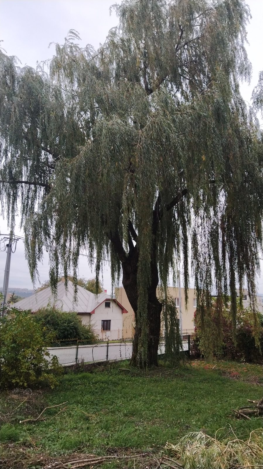 Referencie arboristika