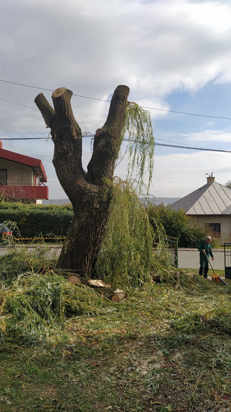 Referencie arboristika