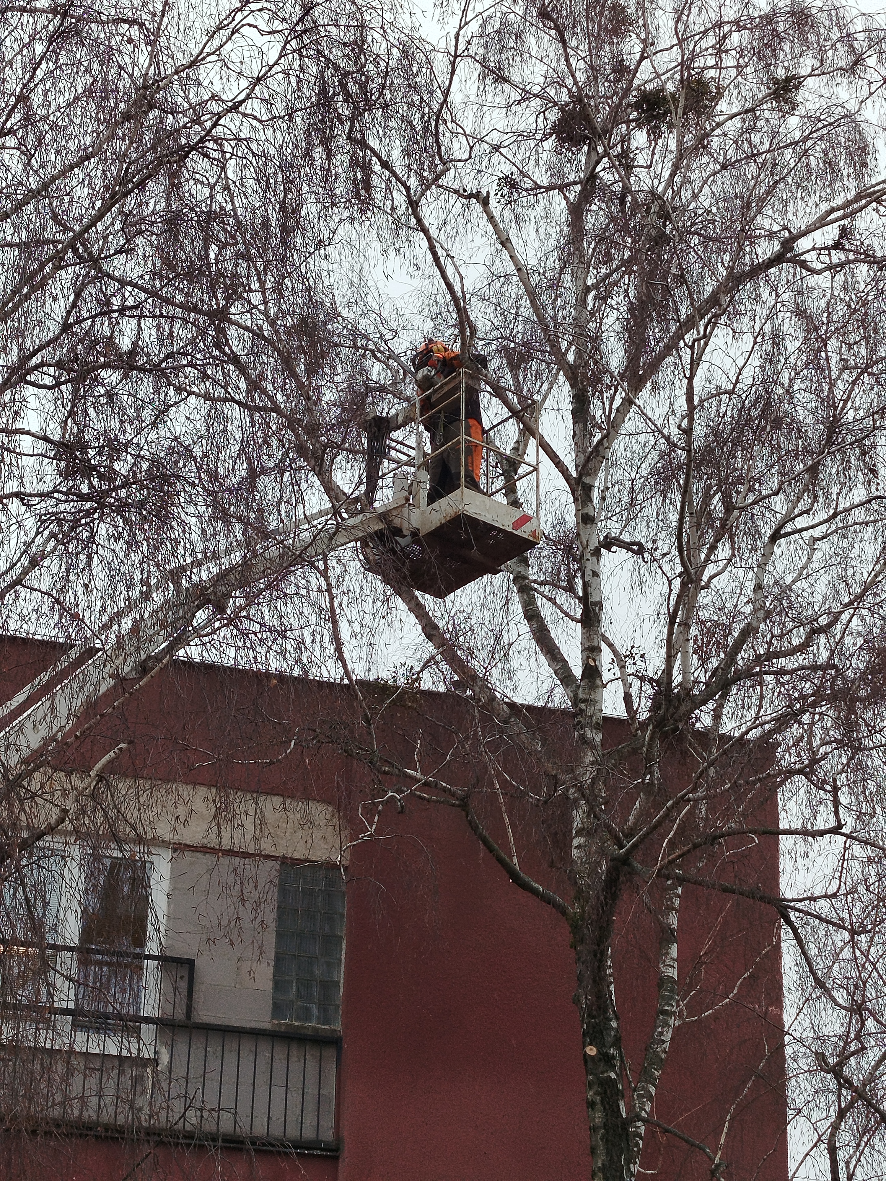 Referencie arboristika